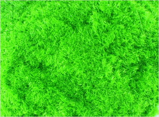 China 8 # 1 mm escala arquitetônica modelo comboio Layouts suprimentos Nylon profundo verde grama pó fornecedor